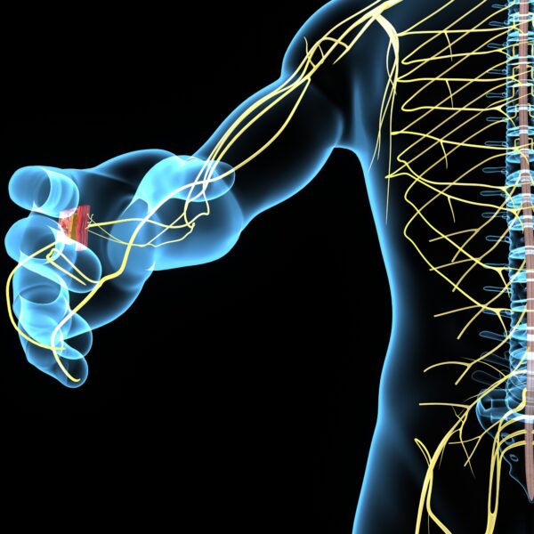 The Somatic Nervous System