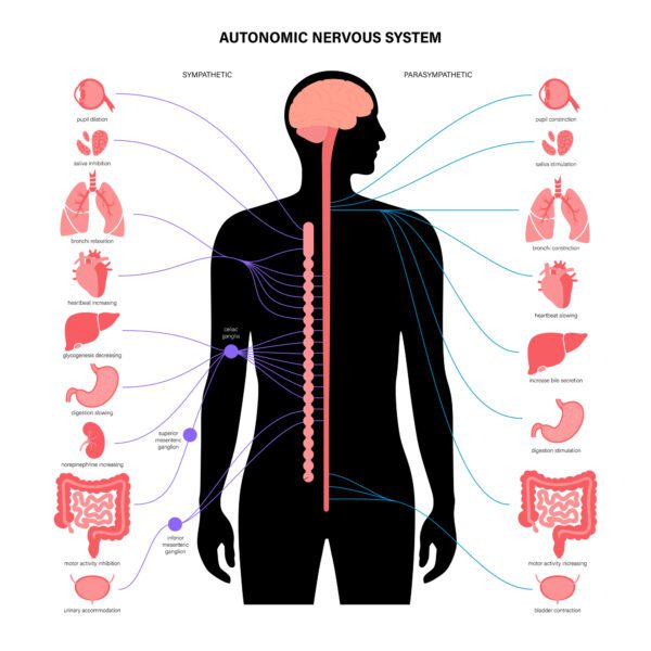 picture of the human body.