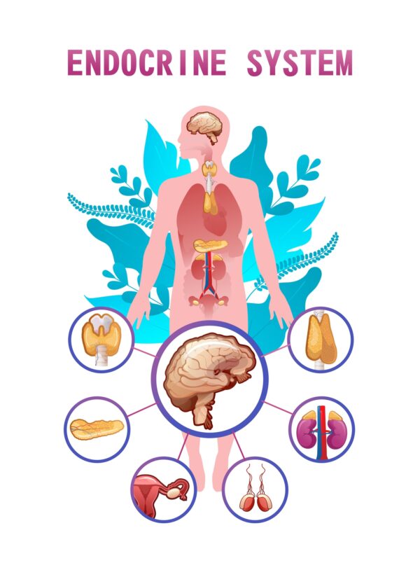 picture of the endocrine system