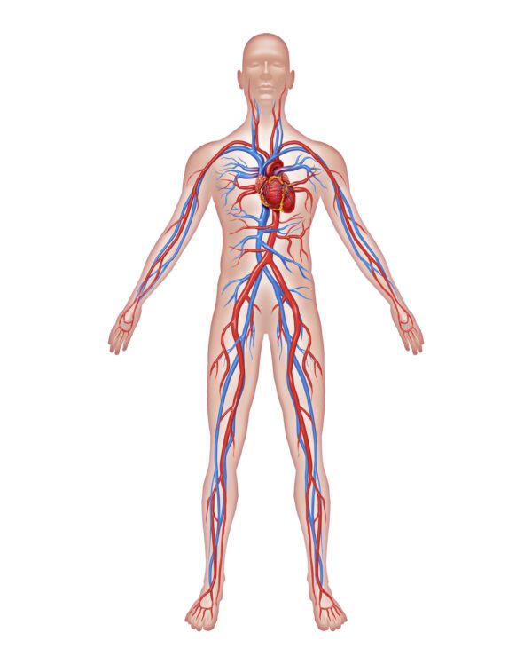 Human body circulation