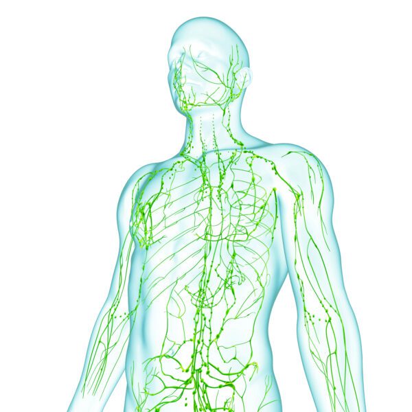 picture of the lymphatic system