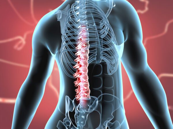 The Axial Skeleton